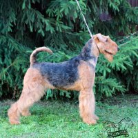 SHER SHOW MUST GO ON - SHER SHOW MUST GO ON 
Junior Champion of National Airedale Terrier Club, Junior Champion of Russia; Champion of Russia, National Airedale terrier Club; ОКД-2; HD-A, ED-0. Рожд. 19.05.2020 (о. Int.Ch. Saredon Deliverance &amp; м. Int.Ch. Sher Iskrennaya Nezhnost) Владелец: Михеева Надежда (г. Москва)